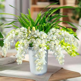 【8支花剑】特香白玉香兰花盆栽带花苞大花蕙兰桌面年宵花卉植物