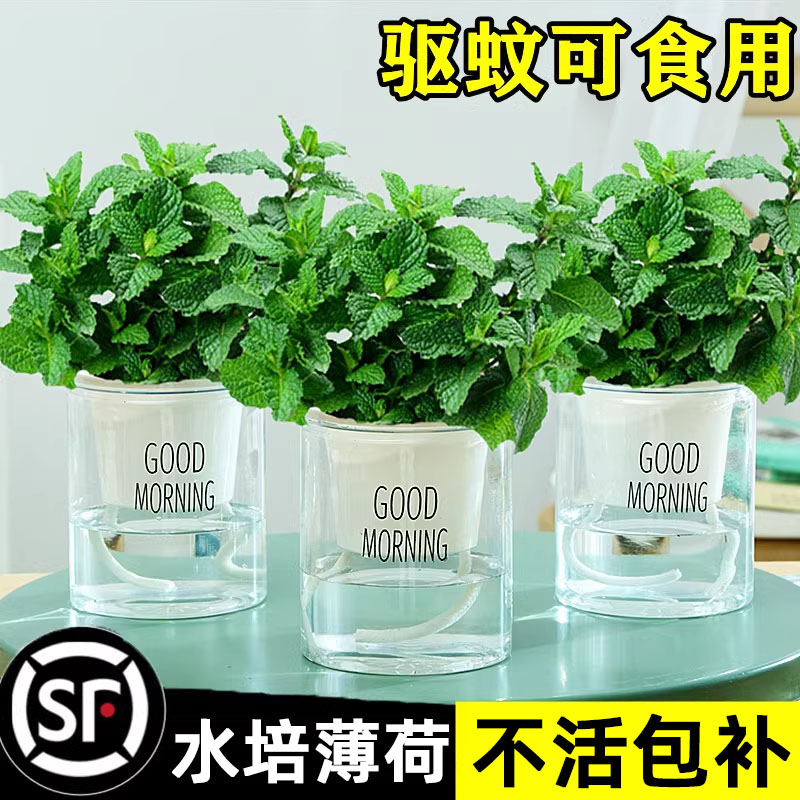 柠檬薄荷盆栽可食用迷迭香薄荷叶苗驱蚊草水培好养花卉室内绿植物