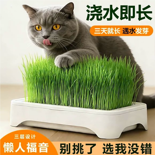 【鲜美猫草】种植盆栽懒人猫咪