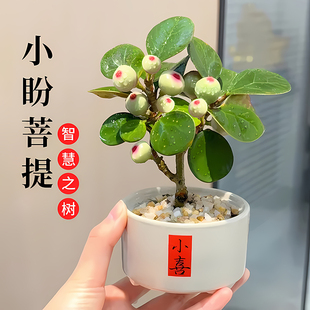 小盼菩提绿植盆栽带果子盆景菩提树陶瓷花盆中式禅意桌面摆件好养