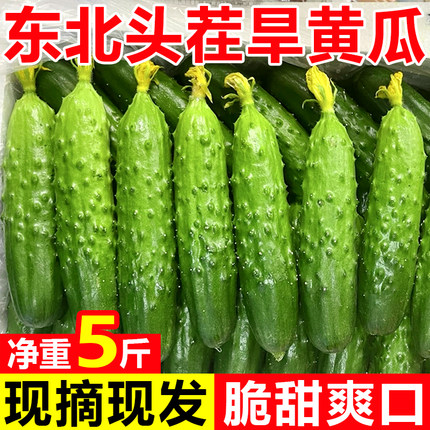 东北当日现摘旱黄瓜水果小旱黄瓜生吃凉拌爽口当季脆甜小青瓜5斤