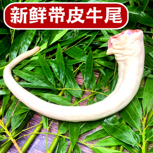 新鲜整根牛尾巴带皮黄牛尾 3斤牛尾骨宝宝农家散养黄牛肉顺丰包邮