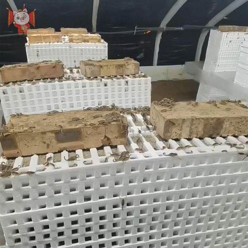蝎子养殖泡沫箱新款40穴群养蜕皮孵化人工养殖饲养专用工具蝎子窝