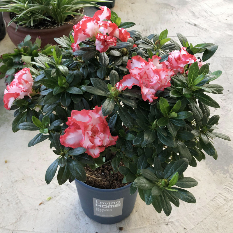 凤冠杜鹃花盆栽大朵花红双喜室内杜鹃