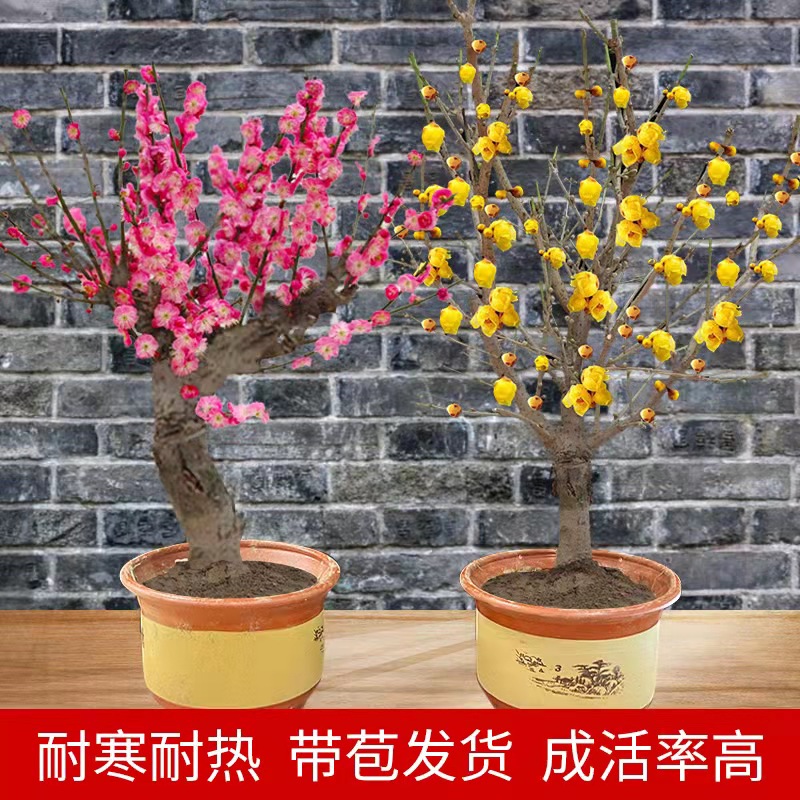 梅花盆栽老桩红梅腊梅盆景树苗花卉耐寒植物室内阳台庭院四季开花