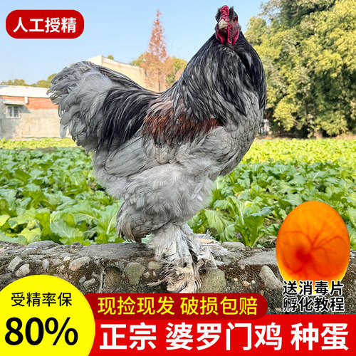 巨型大型婆罗门鸡种蛋