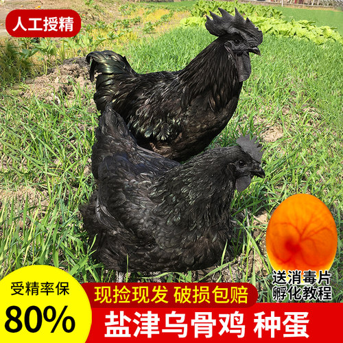 正宗云南盐津乌骨鸡种蛋受精蛋可孵化的小鸡农家散养种蛋土鸡黑鸡