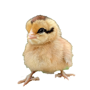 鸡种蛋受精蛋可孵化红瑶土鸡纯种受精蛋孵小鸡九斤红鸡种蛋受精卵