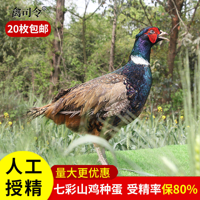 纯种七彩山鸡种蛋受精鸡蛋珍禽受精卵观赏鸡种蛋受精蛋可孵化小鸡,畜牧/养殖物资,鸡苗/种鸡/种蛋/受精蛋,淘宝优惠券,粉丝福利购,淘宝优惠卷