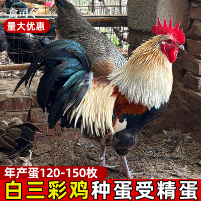 种蛋孵化白三彩鸡种蛋黄金五彩大公鸡种蛋受精蛋可孵化鸡蛋