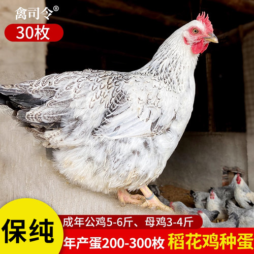 稻花鸡种蛋受精鸡蛋【保纯种】