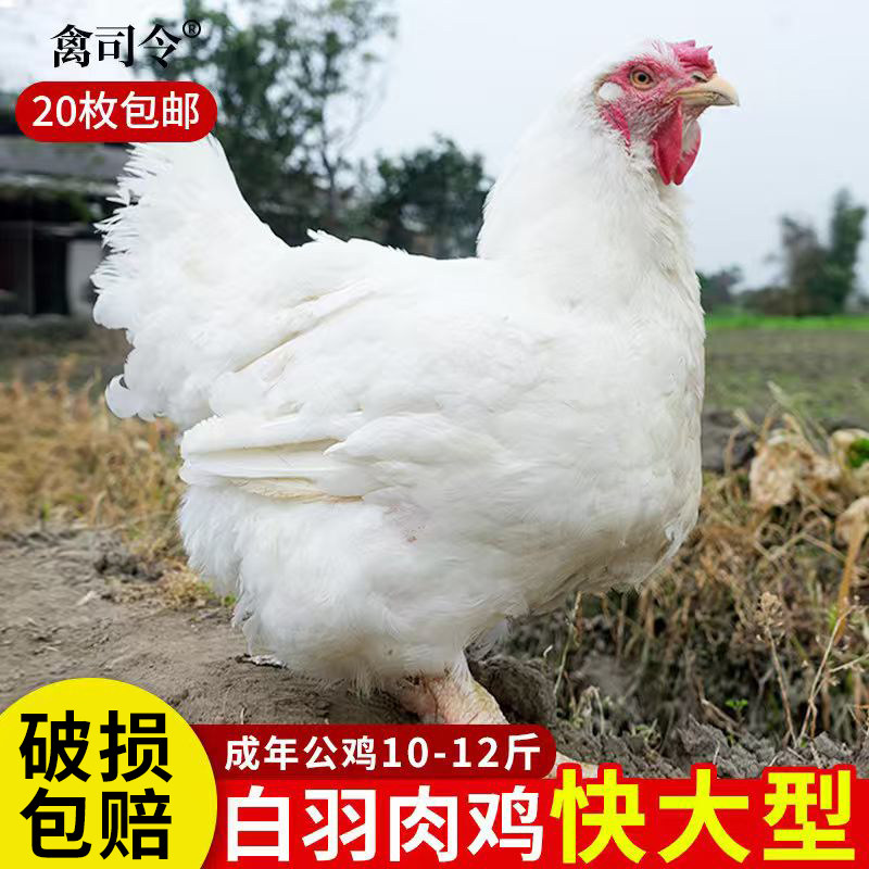 快大型土鸡817种蛋受精蛋可孵化纯种白羽肉鸡种蛋受精可孵化小鸡