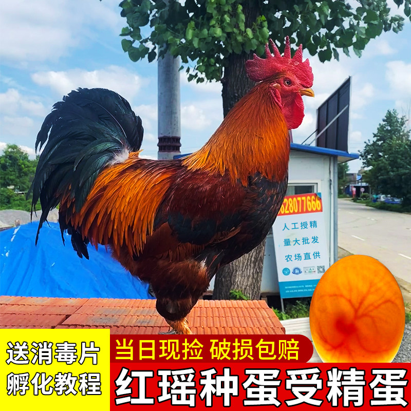 鸡种蛋受精蛋可孵化红瑶土鸡纯种受精蛋孵小鸡九斤红鸡种蛋受精卵,畜牧/养殖物资,鸡苗/种鸡/种蛋/受精蛋,淘宝优惠券,粉丝福利购,淘宝优惠卷