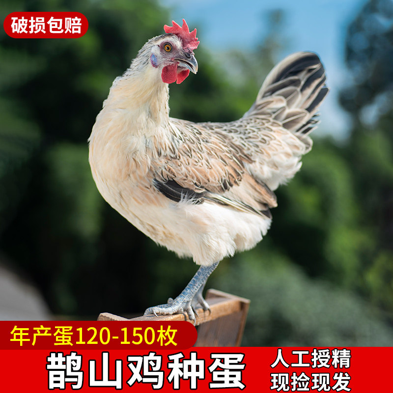 纯种鹊山鸡种蛋受精蛋可孵化小鸡活苗观赏鸡长尾宠物鸡蛋20枚包邮