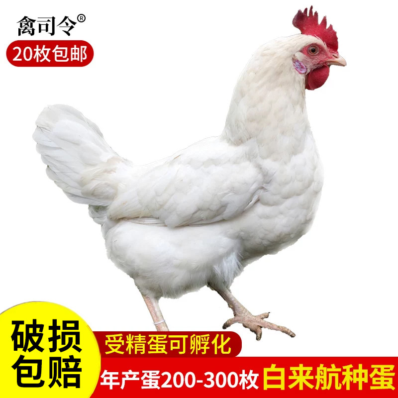 种蛋受精蛋可孵化白来航鸡种蛋蛋白羽土鸡蛋海兰白产蛋鸡蛋孵化鸡