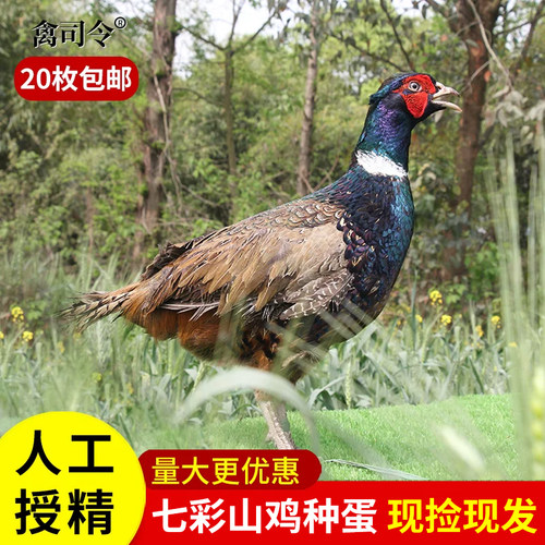 七彩山鸡种蛋受精蛋可孵化