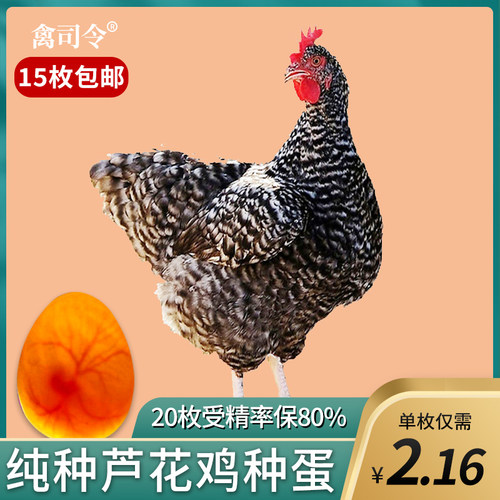 芦花鸡种蛋孵小鸡的蛋鸡蛋受精蛋