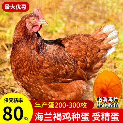 海兰褐鸡种蛋可孵化小鸡受精蛋
