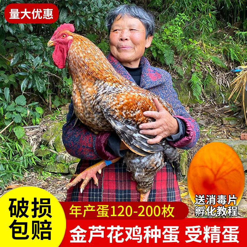 金芦花鸡种蛋受精蛋可孵化种蛋受精鸡蛋纯土鸡种蛋孵小鸡的蛋包邮