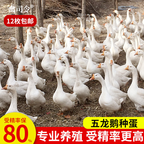 五龙鹅种蛋受精蛋可孵化