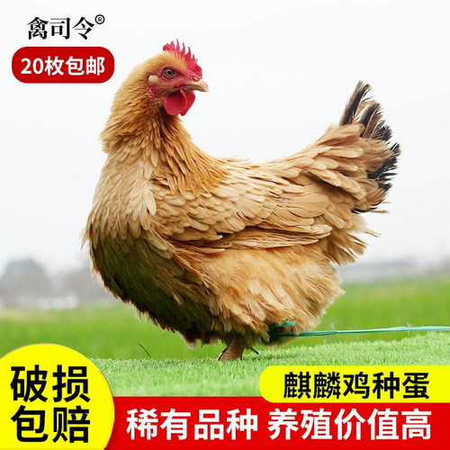 纯种麒麟鸡种蛋受精蛋可孵化