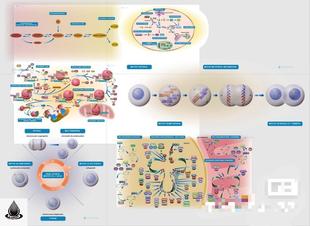 2000份AI格式的科研绘图矢量素材 也可以导入PPT中使用