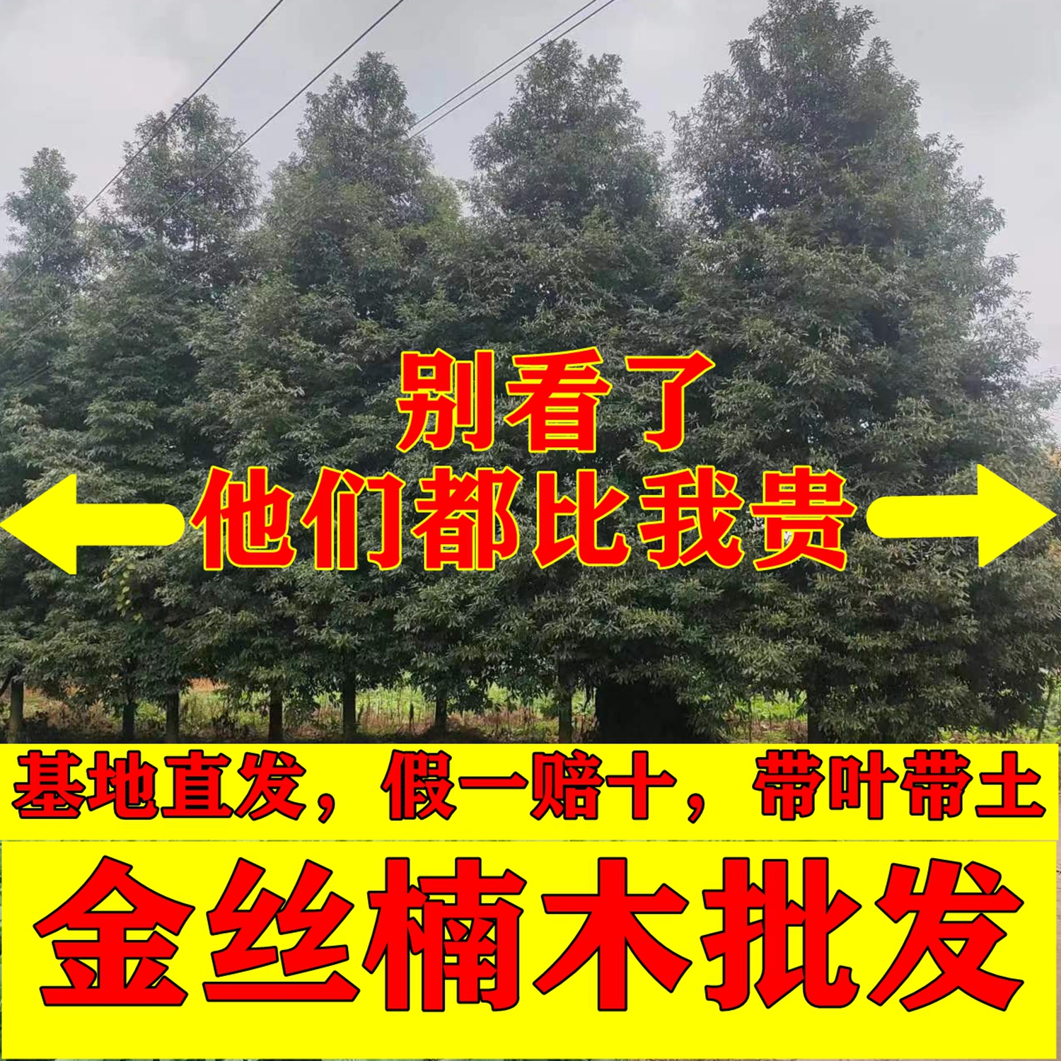 金丝楠木树苗源头厂家无中间商