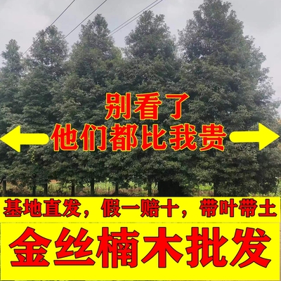 金丝楠木树苗源头厂家无中间商