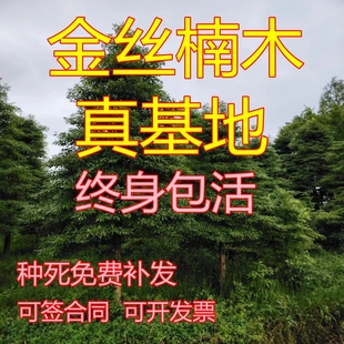 正宗四川小叶金丝楠木树苗大树小叶桢楠珍稀名贵树种庭院绿化造林
