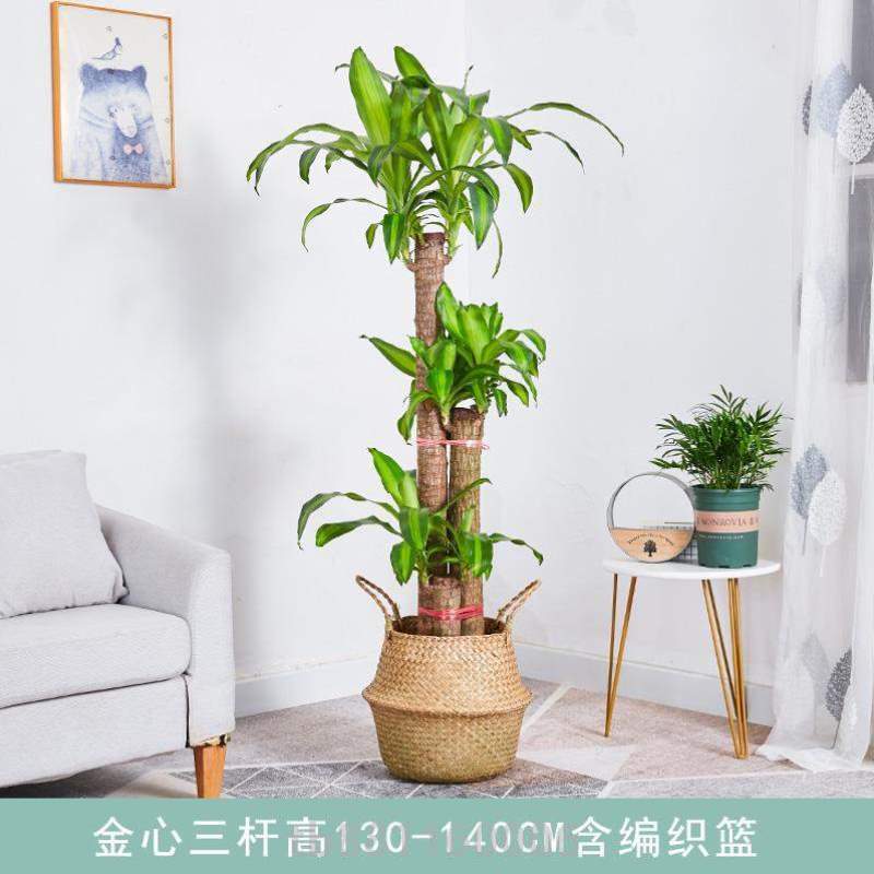 植树绿好养真室内盆栽木绿色植物的盆景木适合搬新家家里巴旦禄植