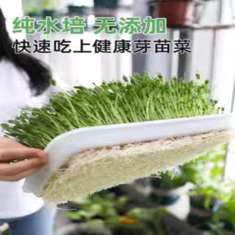 水培芽苗菜种孑豌豆苗种籽水培豆家庭园艺种子