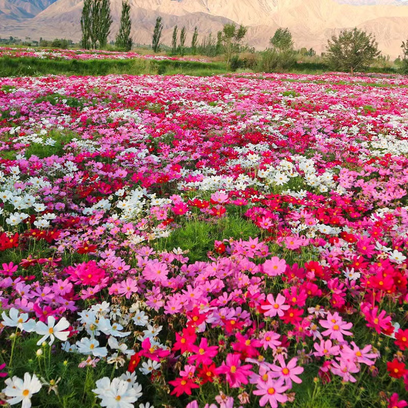 波斯菊花籽格桑花花种籽子七彩四季开花室外易活野花组合花卉种孑