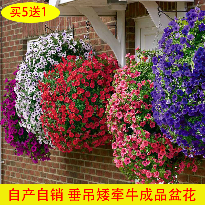 进口吊篮超级矮牵牛盆栽室外花卉