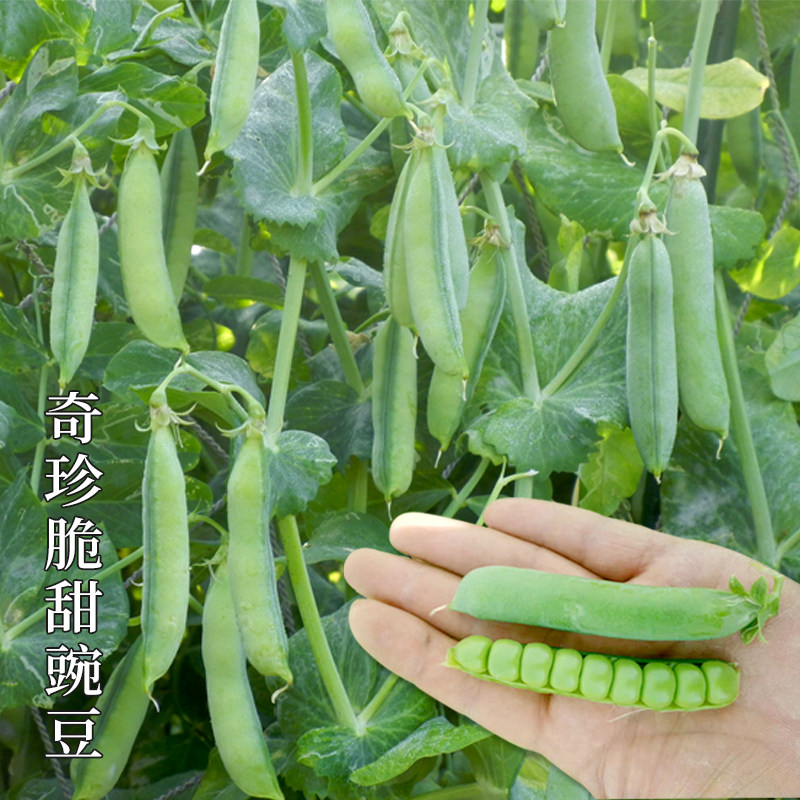 甜豆种子价格 甜豆种子图片 星期三