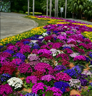 瓜叶菊种子庭院花卉春播花种子室内阳台易种花籽室内种孑花种子
