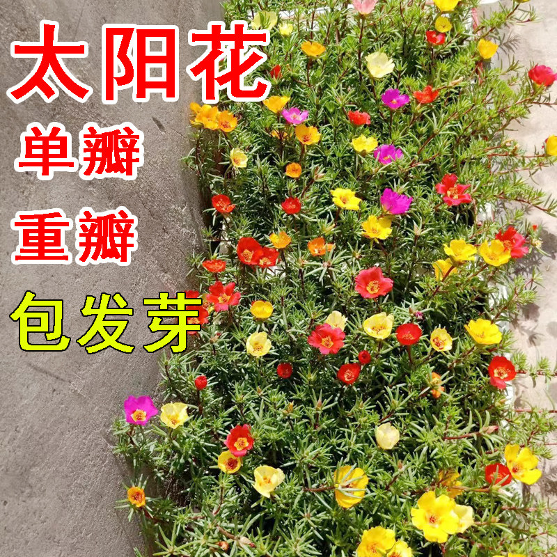 太阳花种子死不了单瓣混色阳台盆栽花坛绿植花卉春播花籽