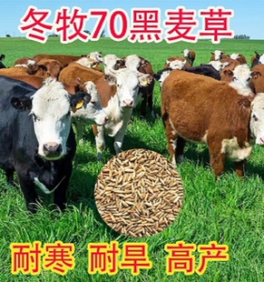 黑麦草种子冬牧70黑麦草宽叶一年生黑麦草特高黑麦草种籽四倍体