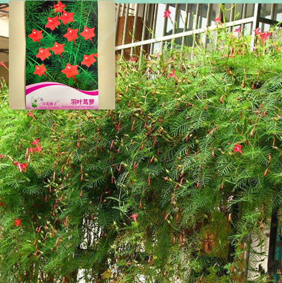 羽叶茑萝花卉种子室外内盆栽爬藤攀援植物花种籽五角星花