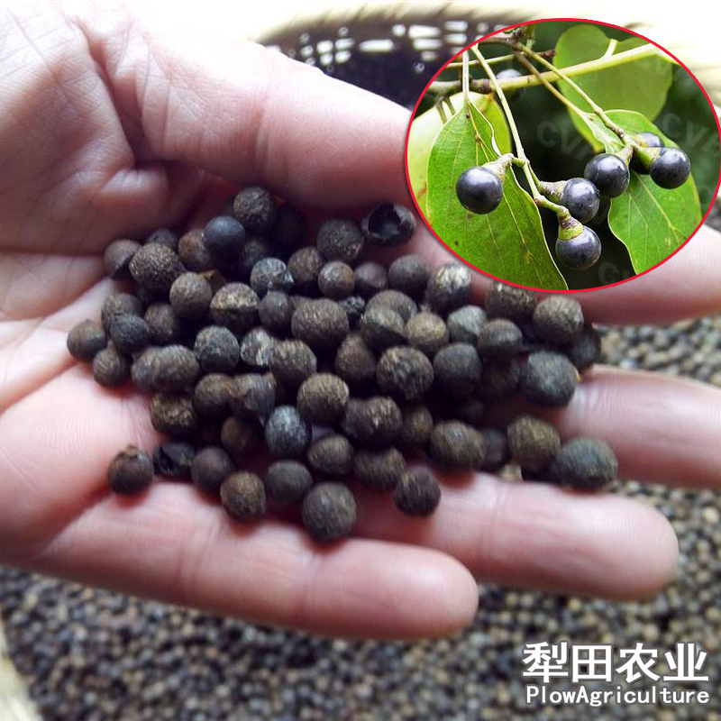 新鲜香樟种子大小叶樟树籽种四季青树种油樟树可榨油绿化行道小苗