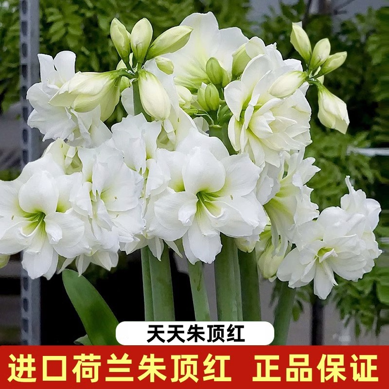 天天朱顶红重瓣种球类花卉荷兰球盆栽唐山鬼魅超级巨条纹黛丝