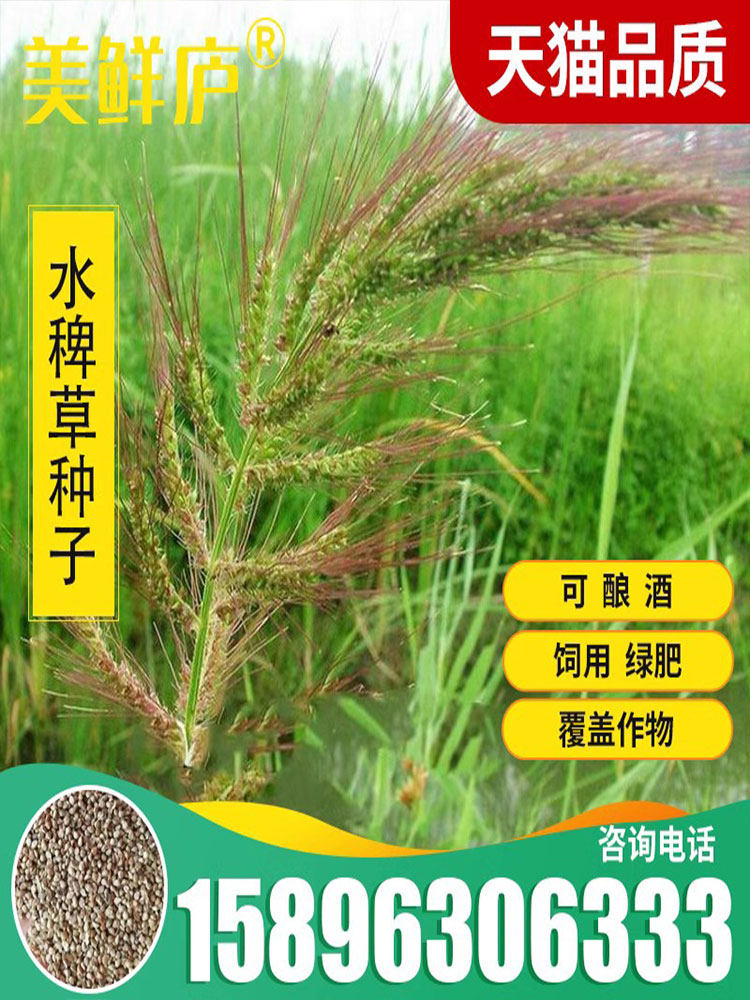 水稗草种子高产水草耐水淹耐旱湖南稷子养殖鱼虾蟹牧草籽小米草籽