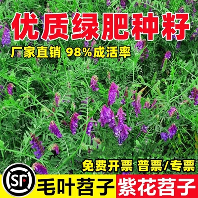 光叶紫花苕种毛苕子种牧草籽果园绿肥种籽长柔毛箭舌野豌豆草种子