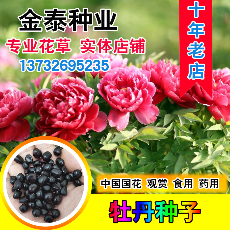 牡丹种子四季播秋季夏季盆栽包邮药用观赏牡丹花种子油用牡丹种孑