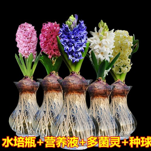 水仙花水培郁金香水养价格 水仙花水培郁金香水养图片 星期三