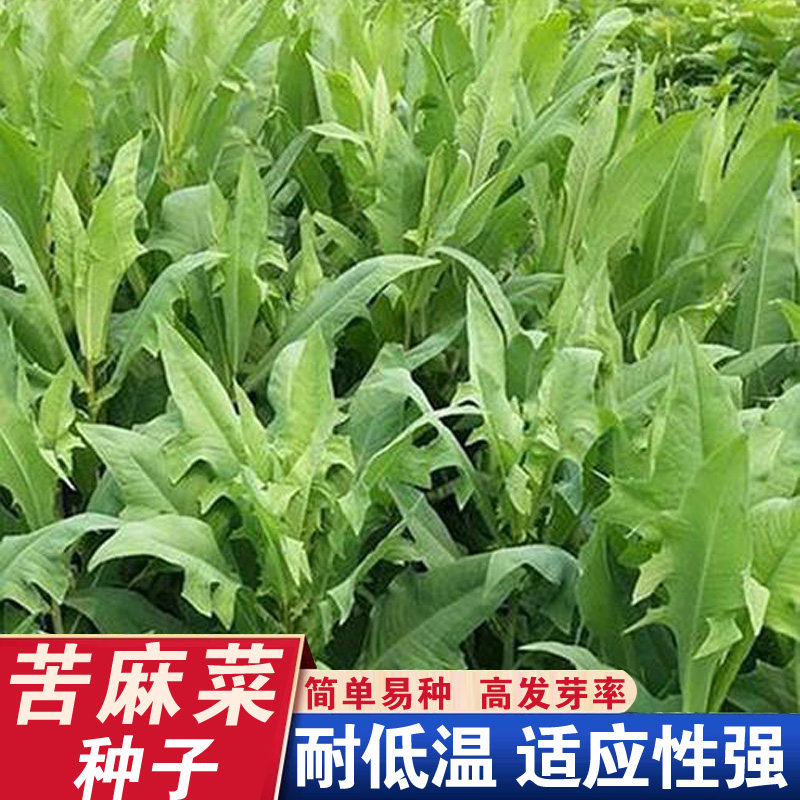 苦荬菜苦麻菜种子野苦菜取麻菜苦葛麻曲麻菜蔬菜种子苣苦麦菜种籽