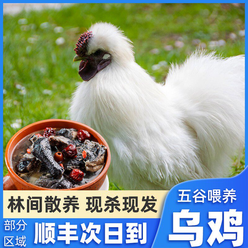 乌骨鸡新鲜现杀土鸡农家散养乌鸡活鸡生鲜冷冻老母鸡整只非活苗
