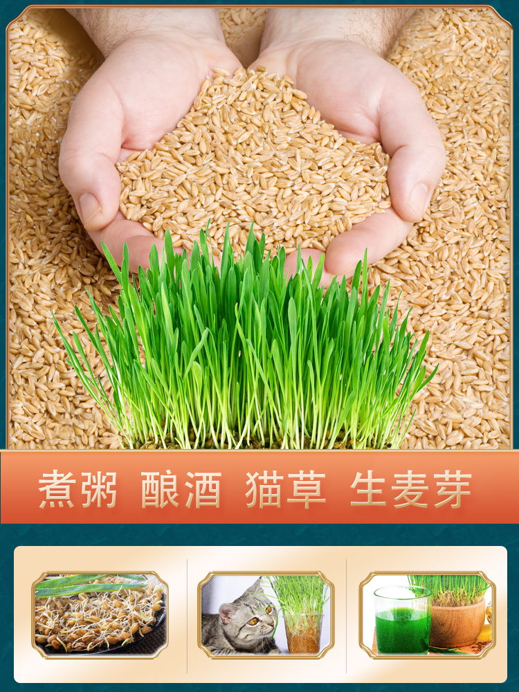 2022年新小麦粒带皮种子籽水培发芽麦芽糖钓鱼饵新鲜小麦猫草榨汁