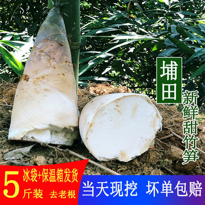 广东揭阳埔田竹笋 鲜笋鲜笋野生麻竹笋 新鲜现挖现发3斤5斤装