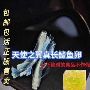 观背青鳉真长鳍天使之翼鱼卵宽鳍玛丽亚卵冷水鱼小型鱼可孵化鱼卵