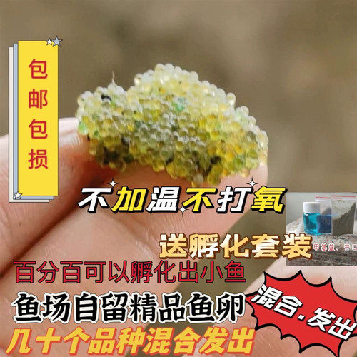 观背青鳉高端鱼卵200颗